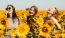 a group of women in a field of sunflowers